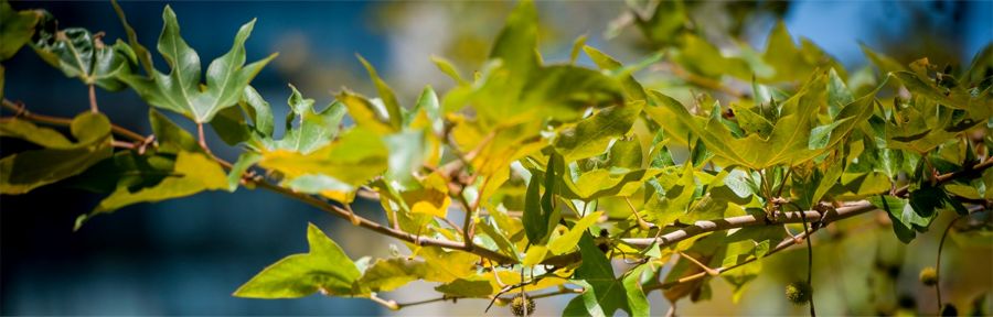closeup of Liquid Amber tree branch with the sun shining through