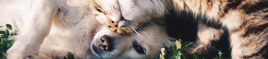 Resources for Pet Owners and Animal Lovers